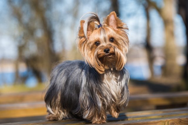 Best Travel Products for Yorkies and Small Dogs