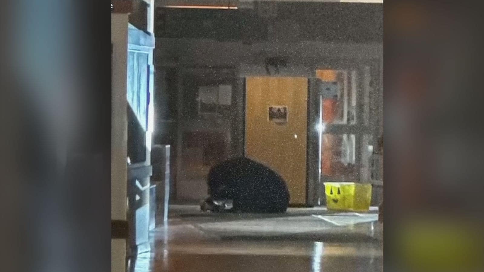 Black Bear Wanders Into Alaska Hospital, Finds Halloween Candy