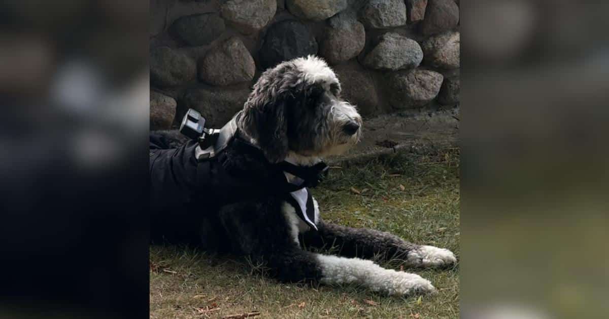 Bride Fits Dog with GoPro to Capture Wedding from His View