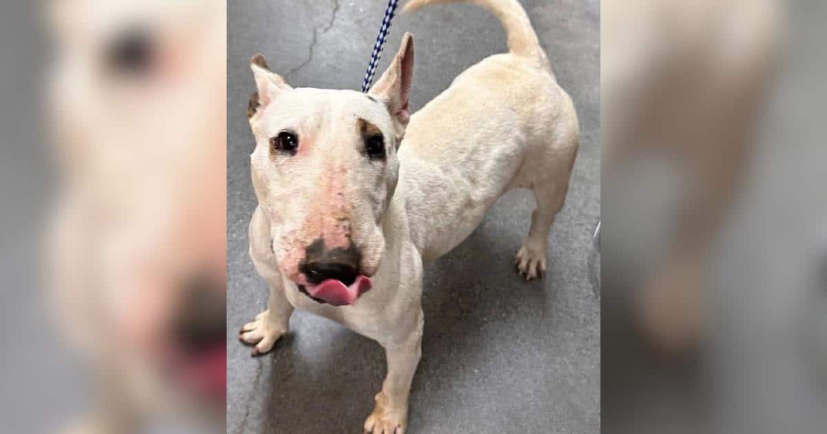 Bull Terrier Nipsy Survives Medical Crisis and Finds Her Forever Home