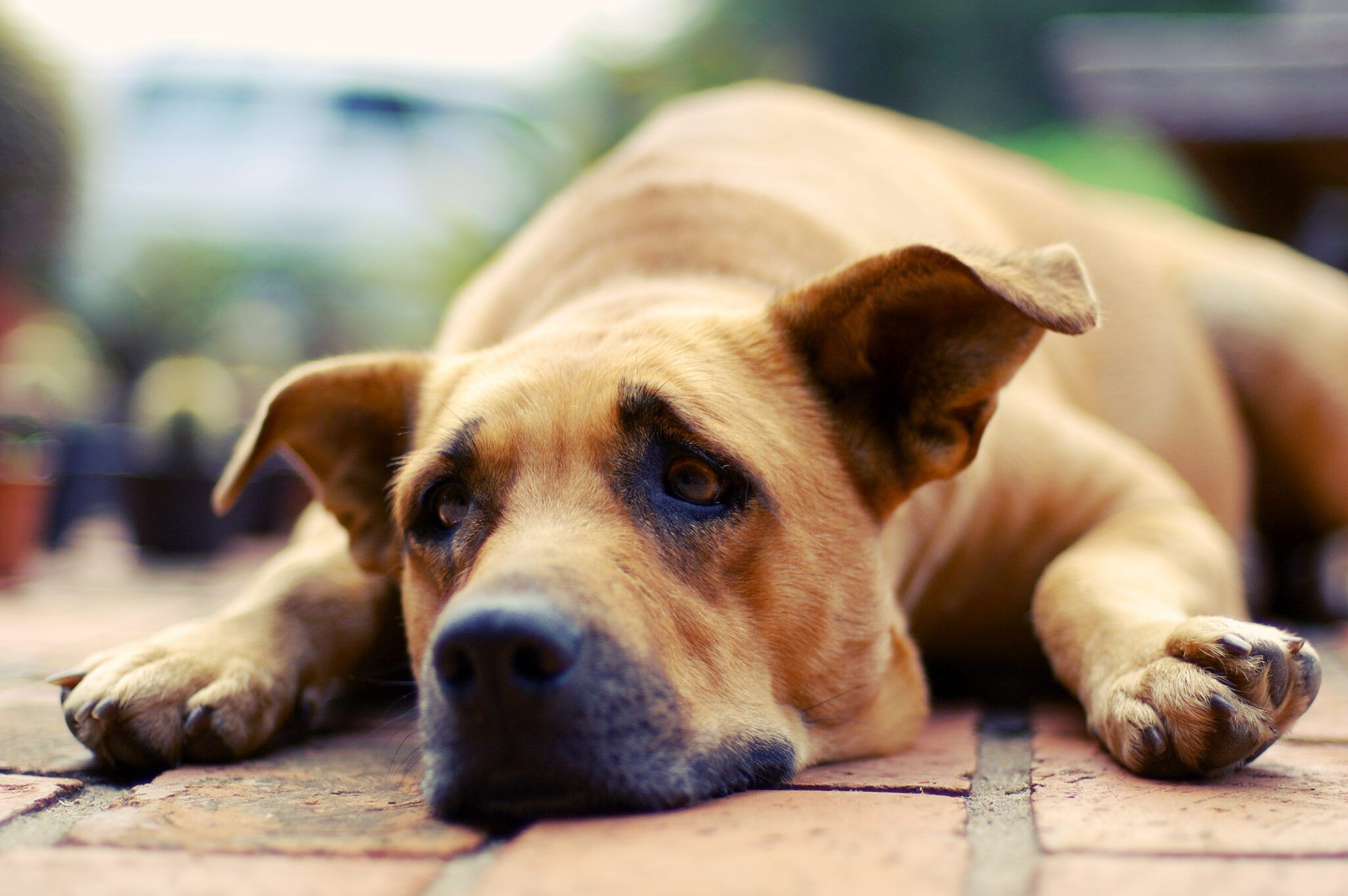Can Dogs Cry? What Dog Tears and Sadness Actually Mean