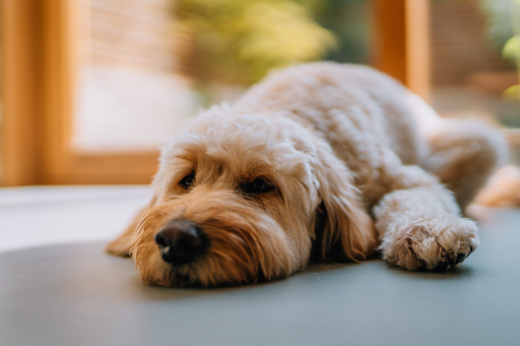 Can Dogs Take Zofran? What You Need to Know