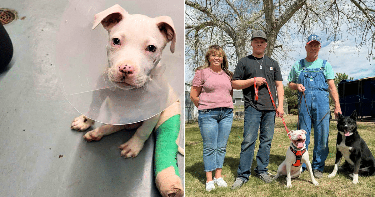 Deaf Rescue Puppy Dozer Finds His Forever Family