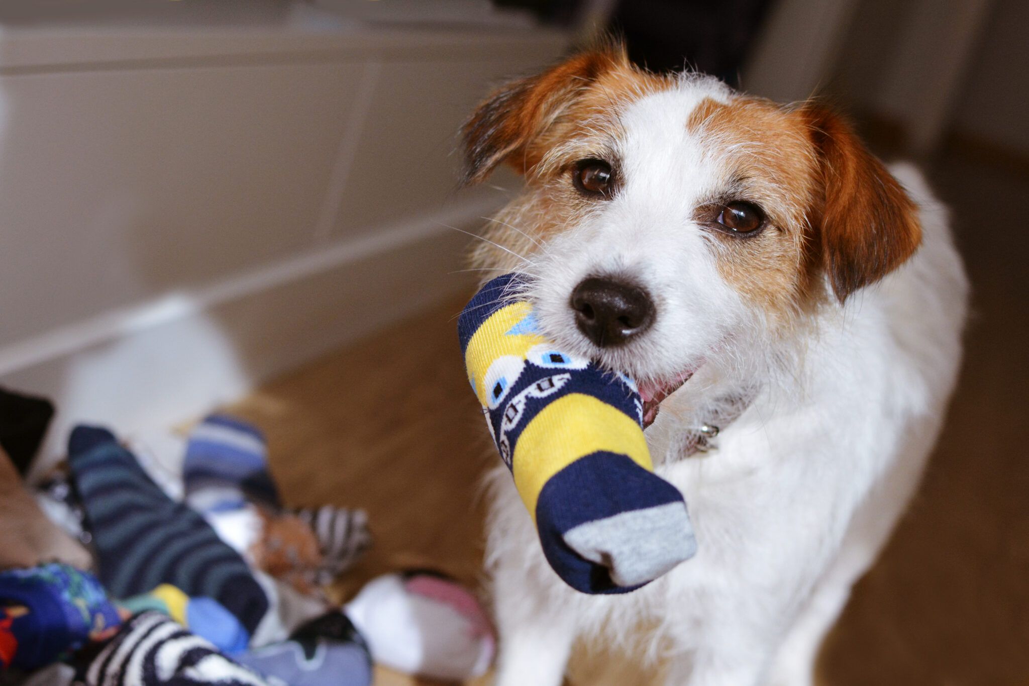 DIY Dog Toys: Safe, Easy Ideas Made from Household Items