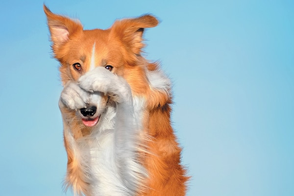 Do Dogs Get Embarrassed? What Science Actually Says