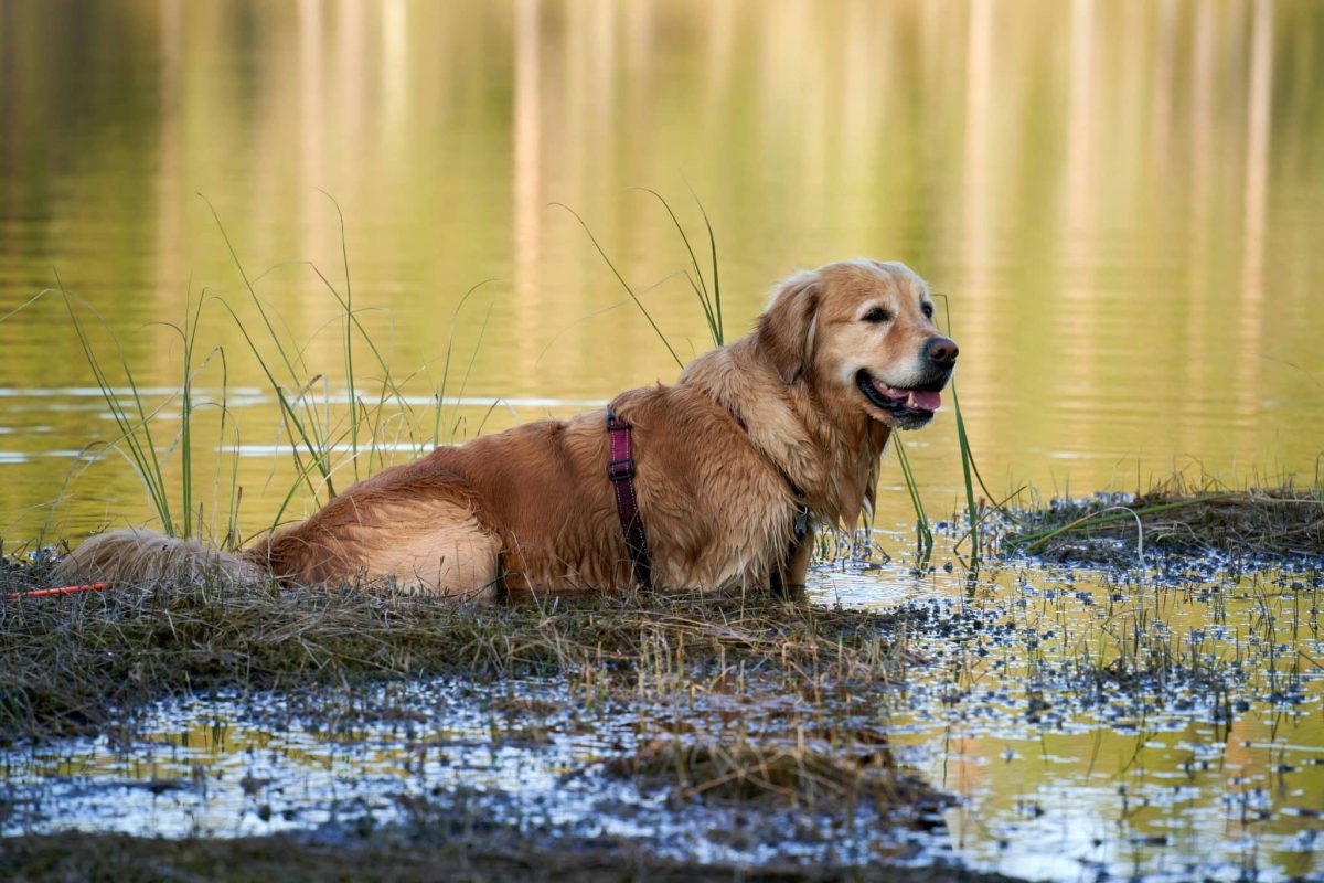 Dog Breeds That Love Water, Mud, and Outdoor Adventure