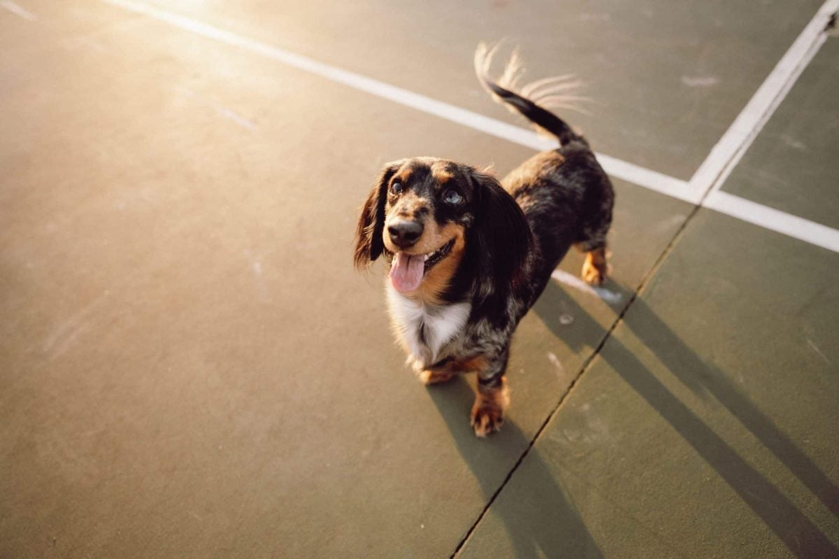 Dog Breeds With a Naturally Mischievous Look