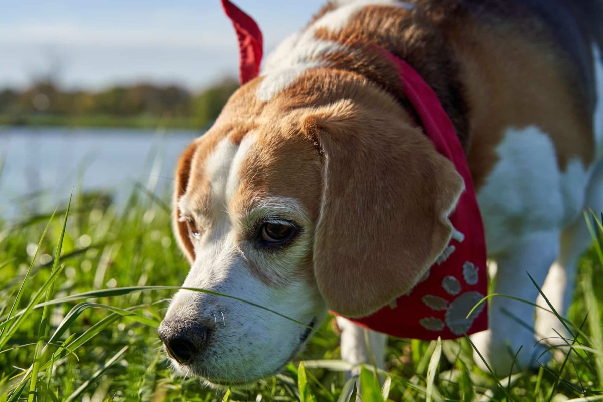 Dog Breeds With the Strongest Sense of Smell