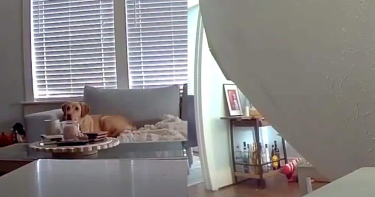 Dog Escapes Moments Before Ceiling Collapses in Dallas Home