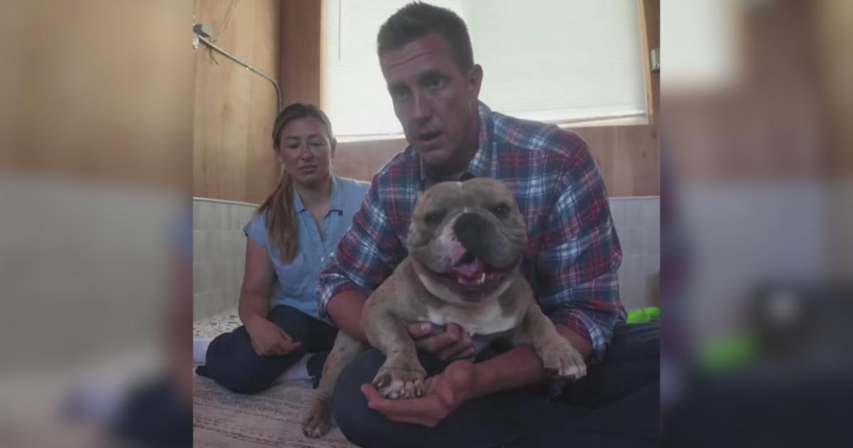 Dog Found With Broken Paw, Broken Hip, and Severe Infections