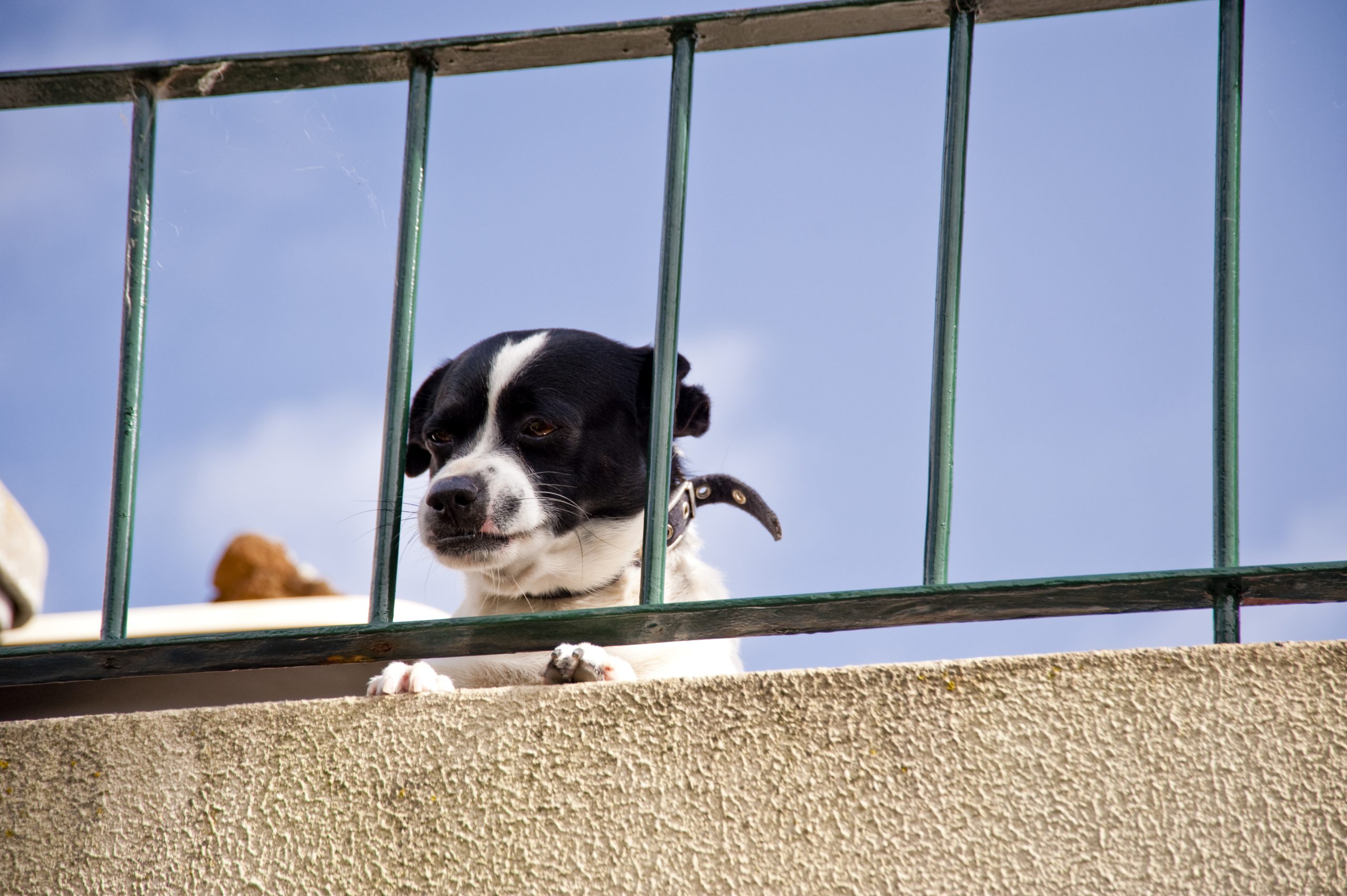Dog Rescued After Two Days Trapped on 13th-Floor Balcony