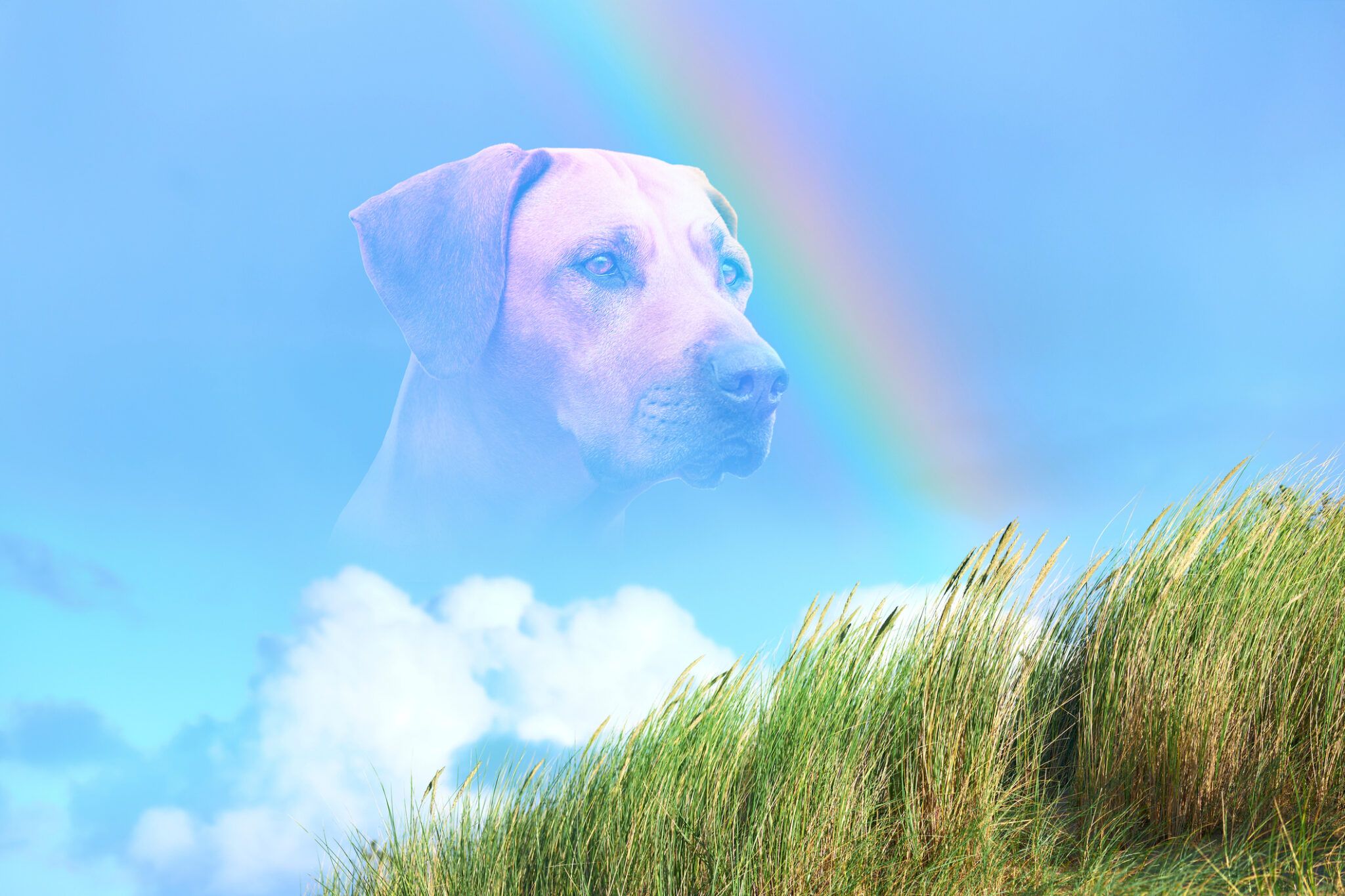 Dog Seizures: How to Know When Euthanasia Is the Right Choice
