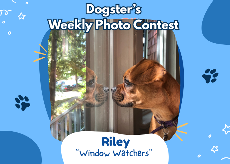 Dogster Weekly Photo Contest Winners: Window Watchers
