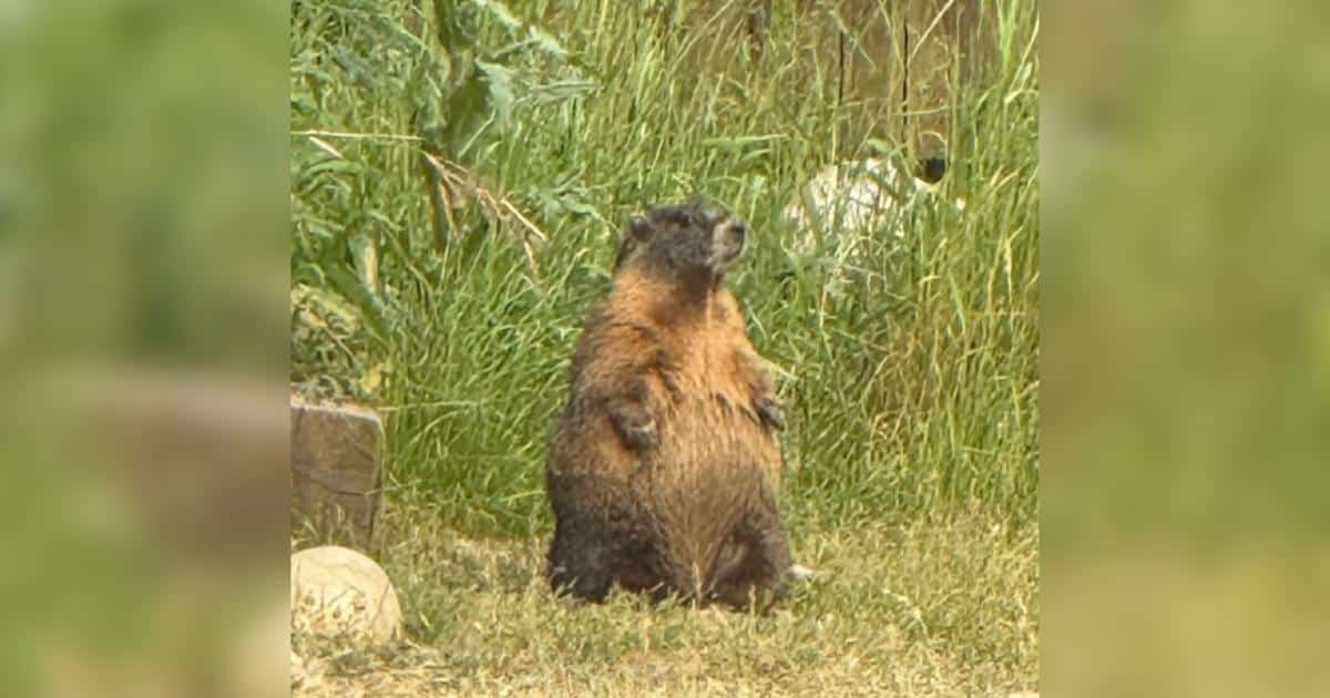 Fat Marmot Week Celebrates Science Behind Alpine Hibernation