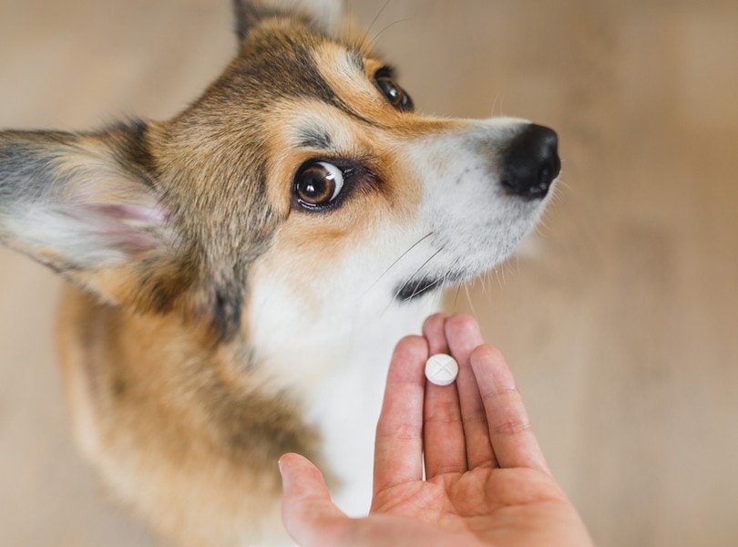 FDA Approves First Medication to Treat Both Dog Anxiety Conditions