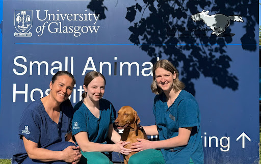 First UK Dog Receives Life-Saving Bee Venom Immunotherapy Treatment