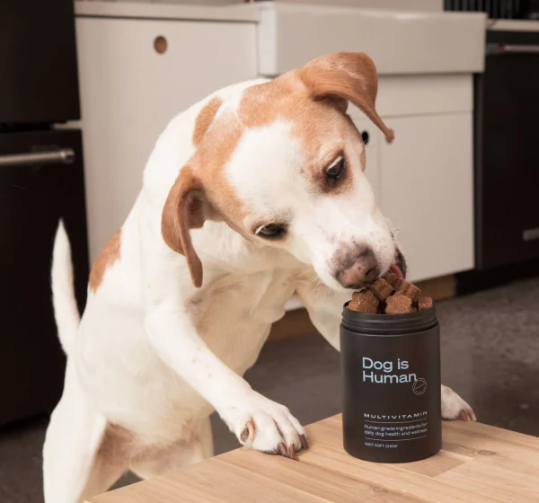 Fresh vs. Processed Dog Food: Is a Multivitamin the Answer?