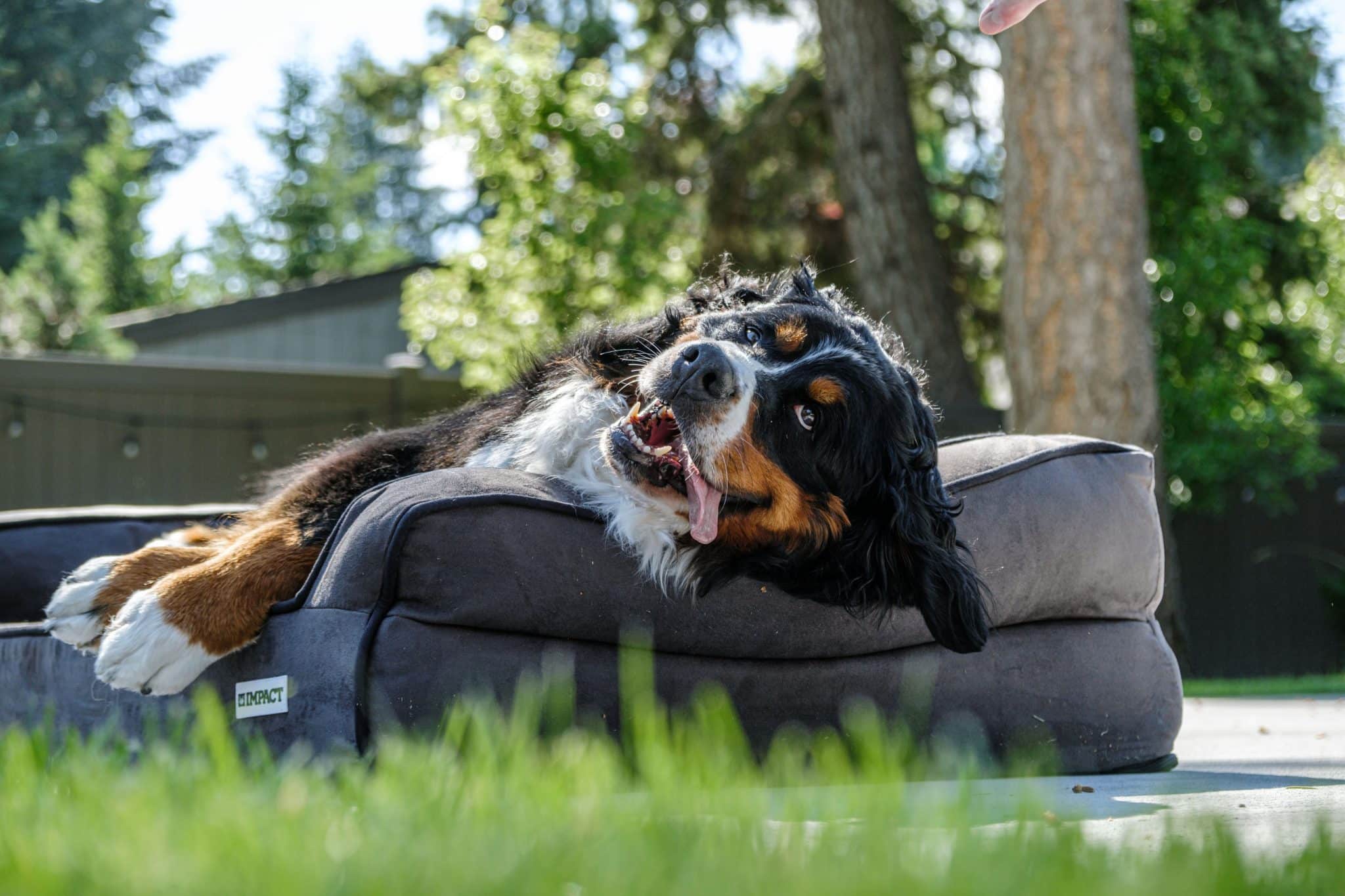 Furhaven Orthopedic Two-Tone L Chaise Dog Bed Review
