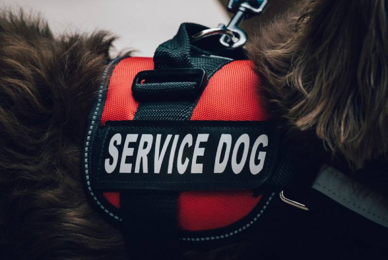 How Allergy-Detection Service Dogs Work and What They Cost