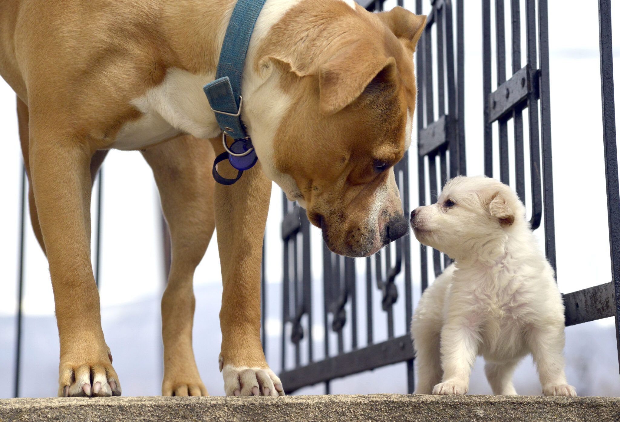 How Dogs Communicate With Each Other