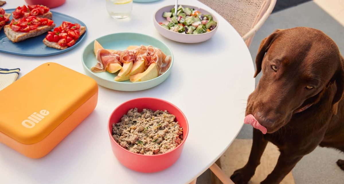 How Ollie's Fresh, Human-Grade Dog Food Supports Long-Term Health
