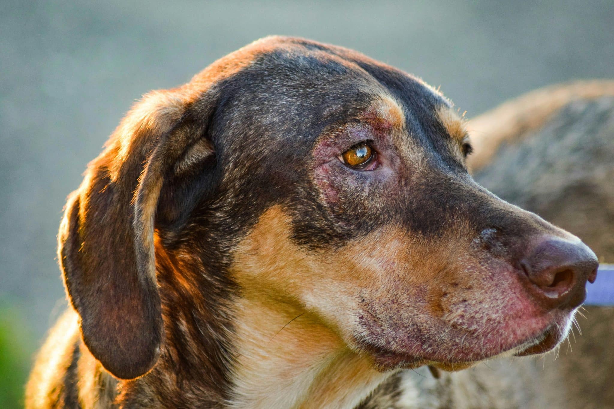 How Omega-3 Fatty Acids Help Dogs With Hair Loss and Hot Spots