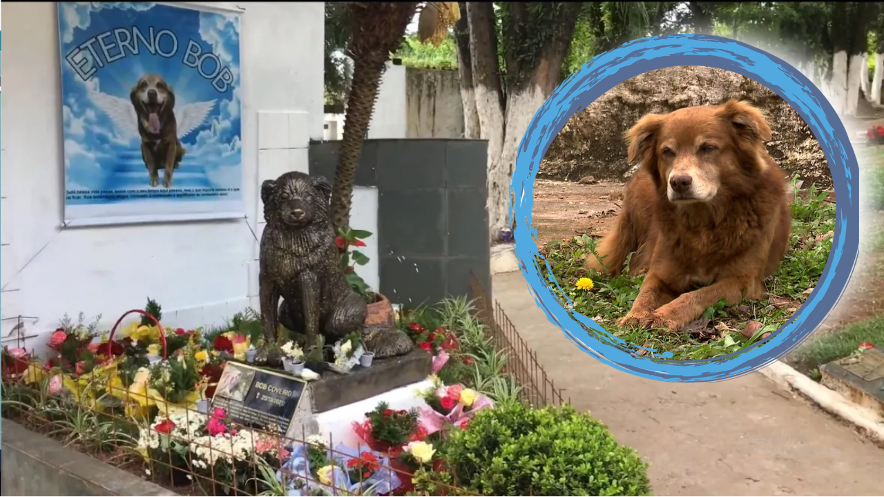 How One Dog's Loyalty Inspired a Burial Law in Brazil