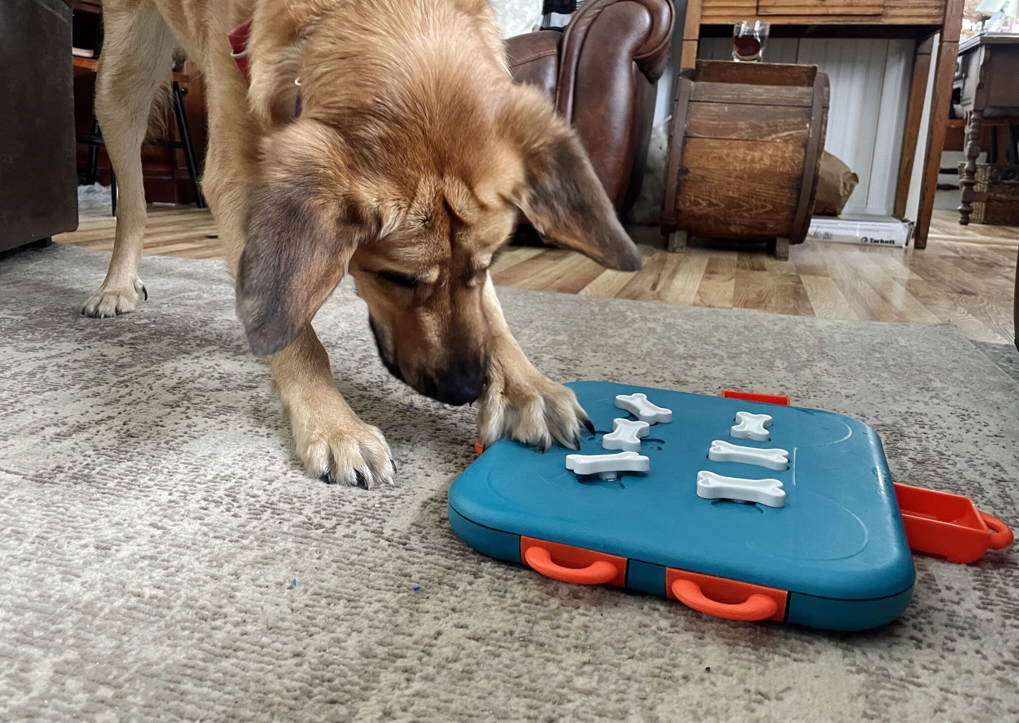 How Smart Are Dogs? Understanding Canine Intelligence and Cognition