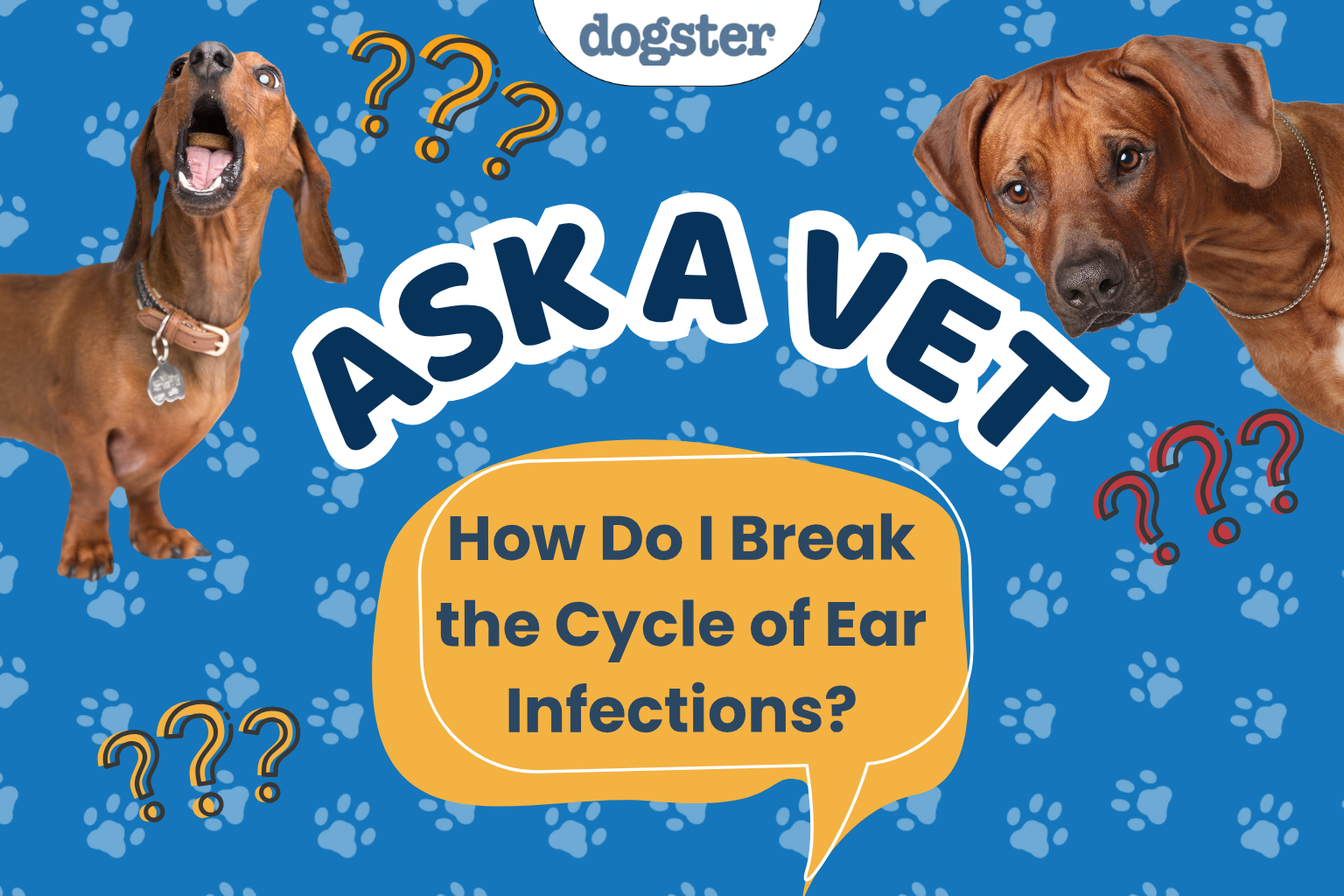 How to Break the Cycle of Recurring Ear Infections in Dogs