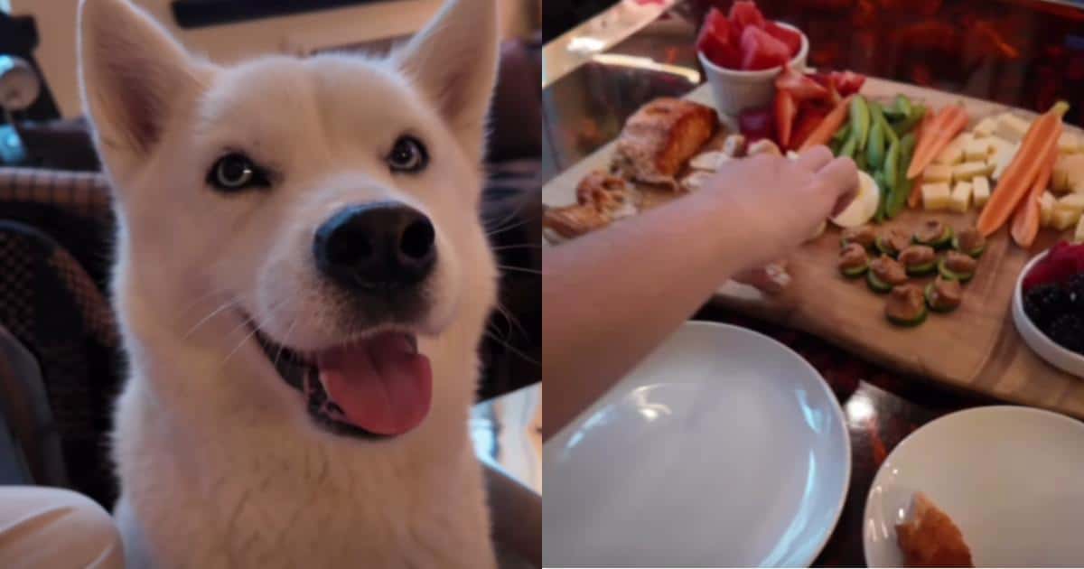 How to Build a Barkuterie Board for Your Dog