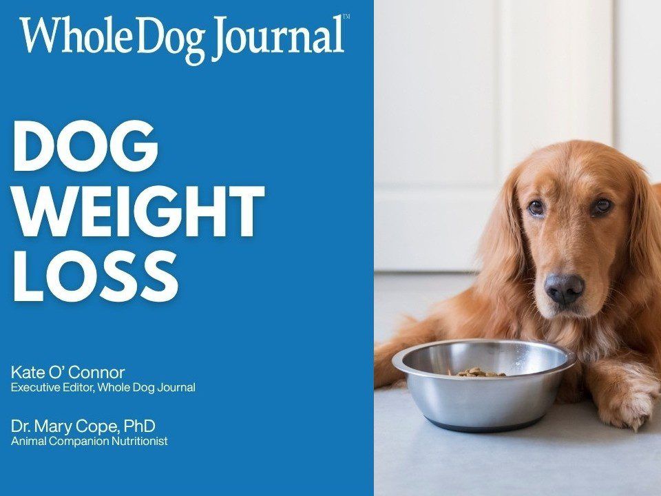 How to Help an Overweight Dog Lose Weight Safely