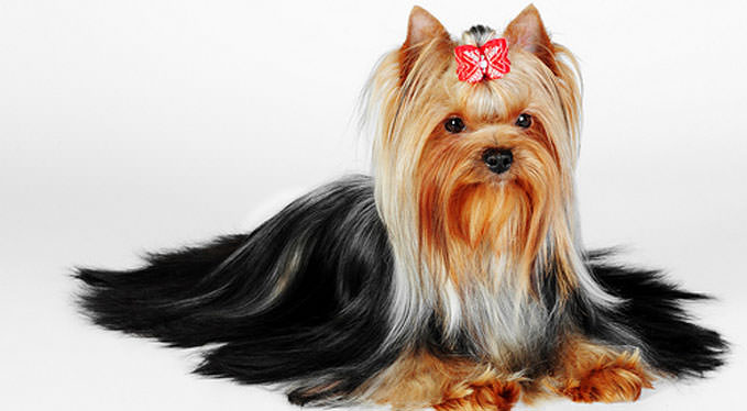 How to Improve Your Yorkie's Skin and Coat With Omega Supplements