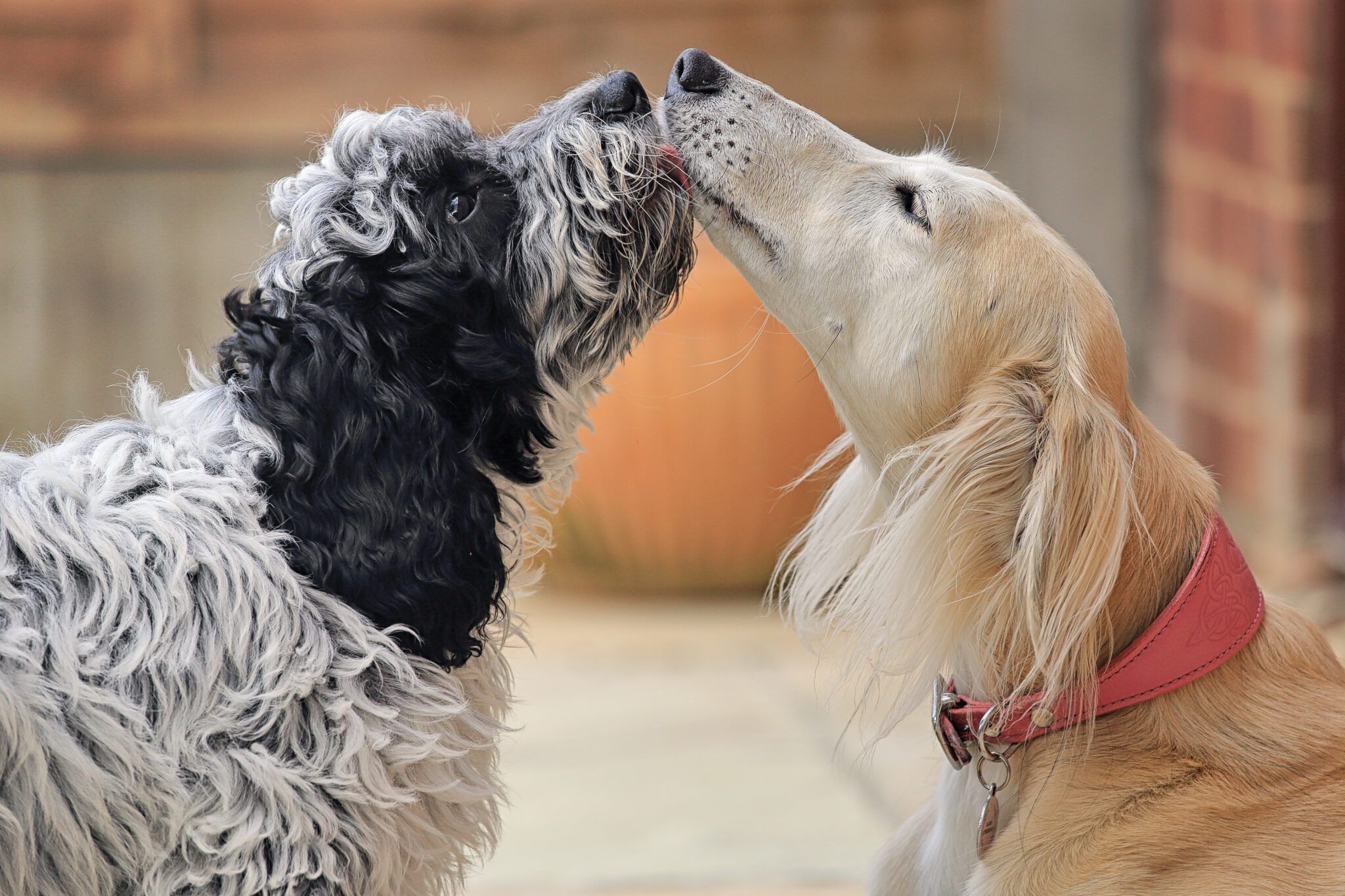 How to Introduce Dogs to Each Other: A Step-by-Step Guide