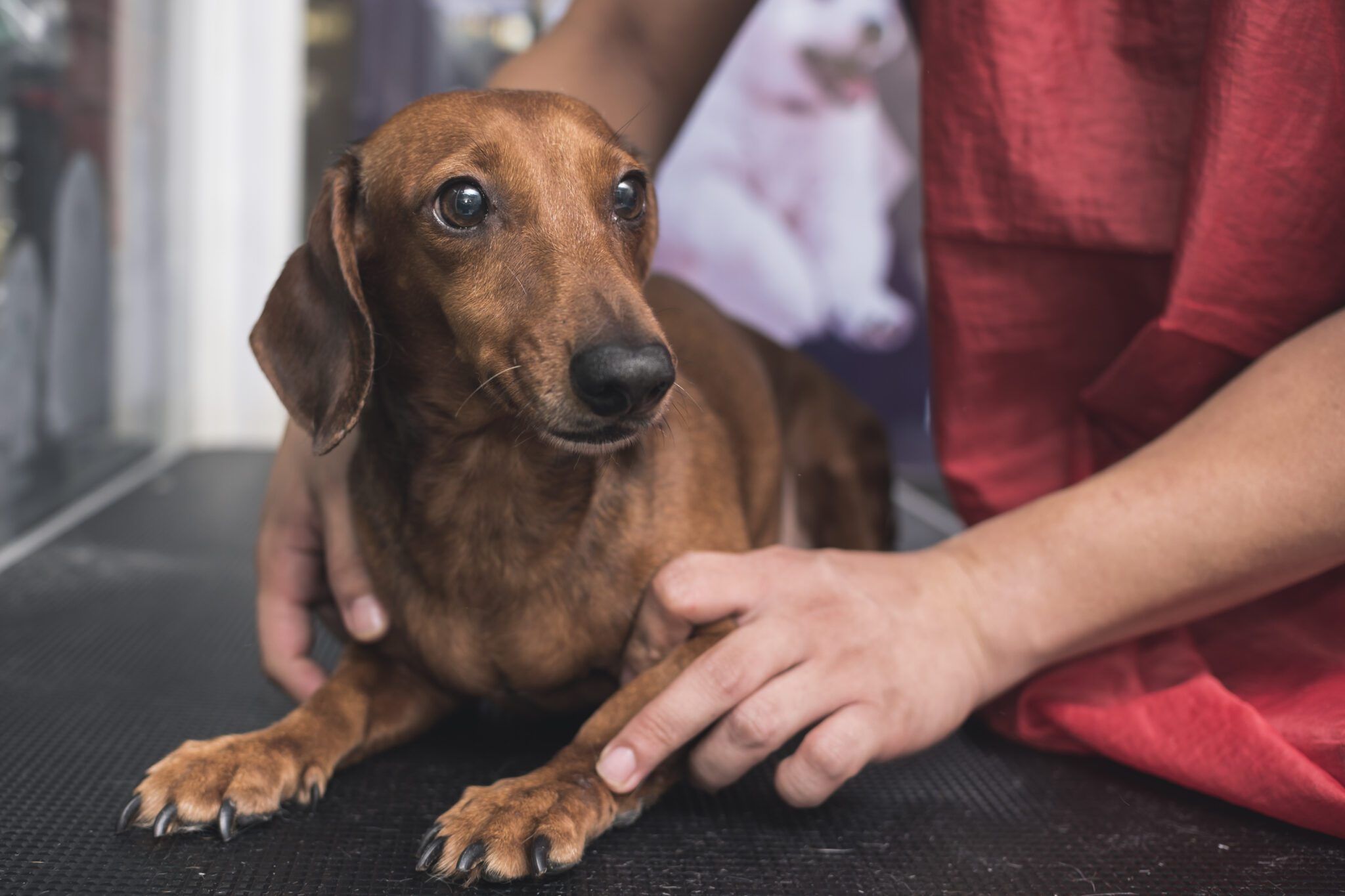 How to Recognize and Relieve Stress in Dogs