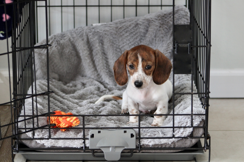 How to Set Up a Dog Crate Your Dog Will Actually Use