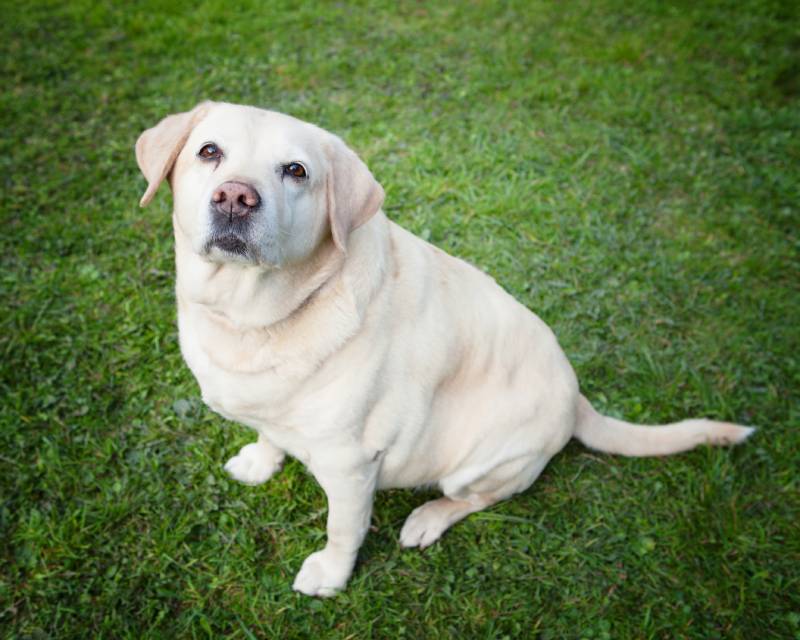 How to Spot Dog Obesity Before It Becomes a Bigger Problem