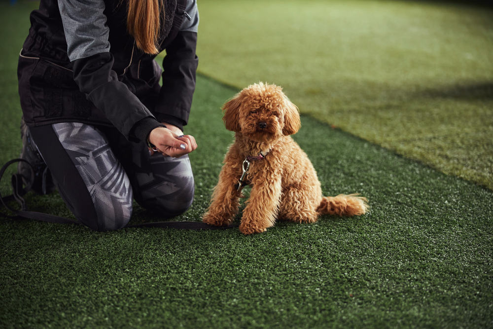 How to Train a Skittish Dog the Right Way