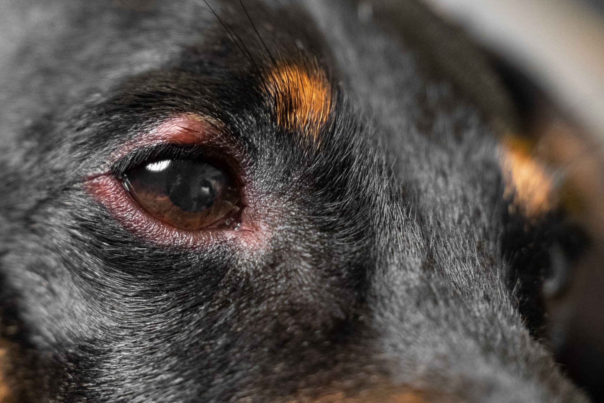 How to Treat a Dog Stye at Home