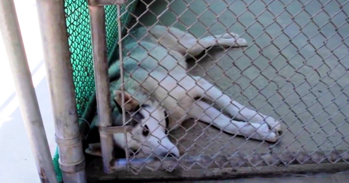 Husky Used in Lab Testing Found Wandering the Streets