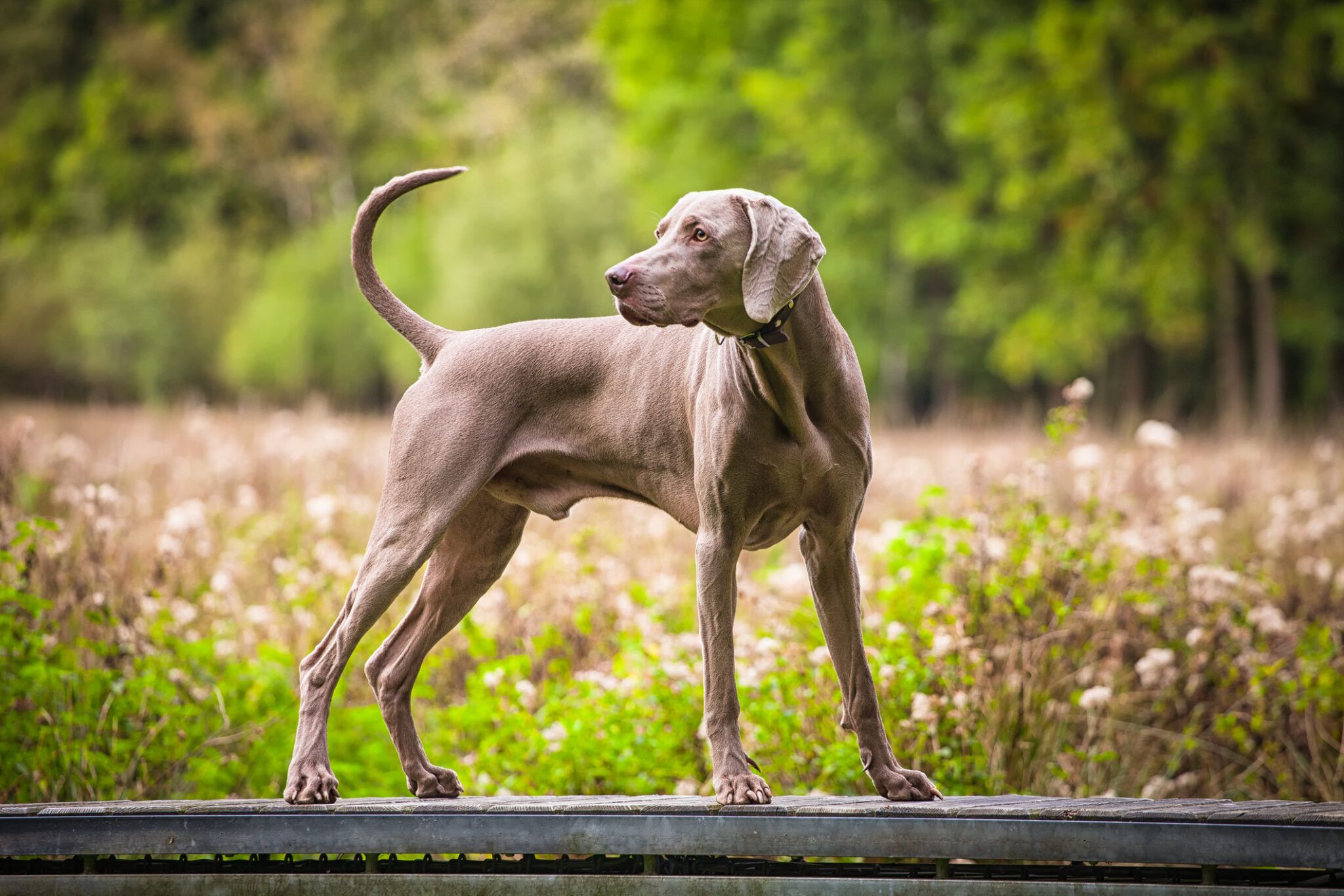 Hypertrophic Osteodystrophy and Panosteitis in Dogs