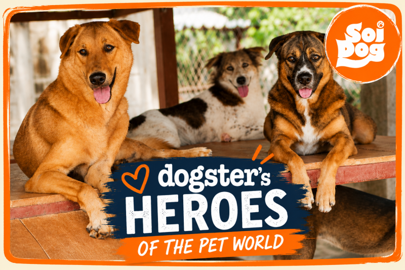 Inside Soi Dog Foundation: Rescuing Stray Animals Across Asia