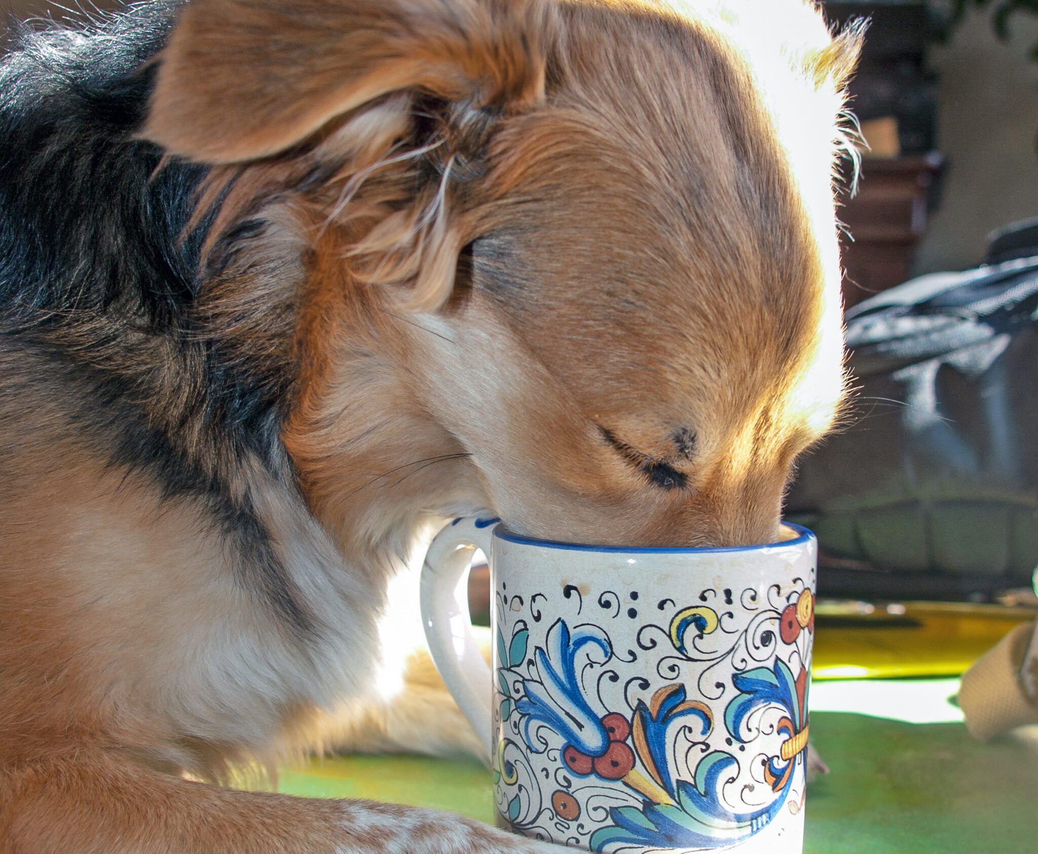 Is Coffee Safe for Dogs? Why Caffeine Is Dangerous