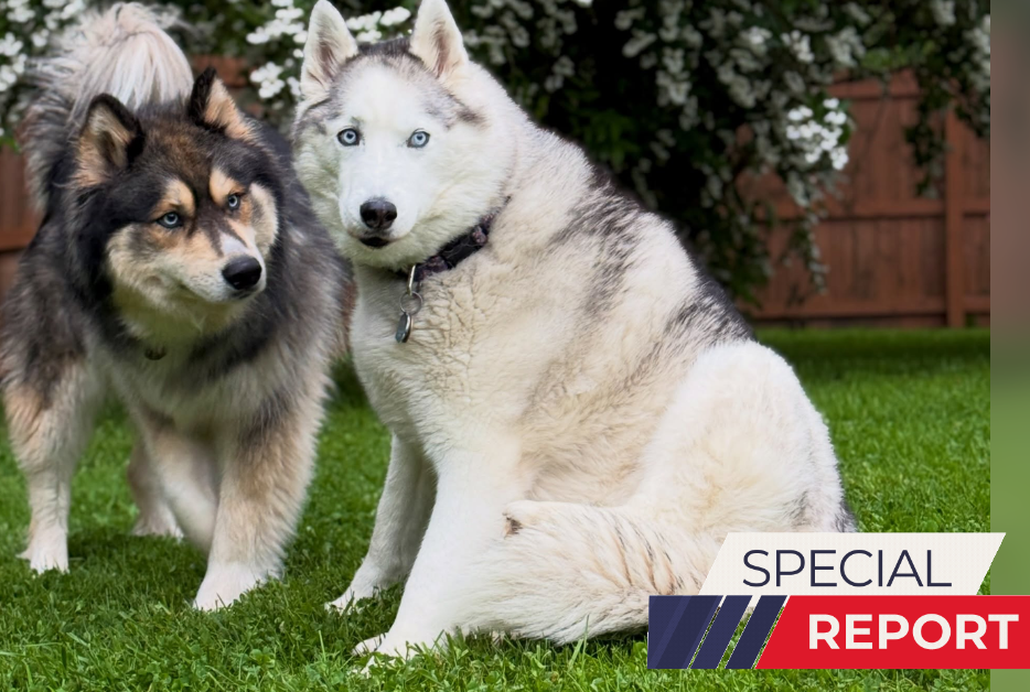 Justice for Pneuma and Melo: Huskies Starved at NC Boarding Facility