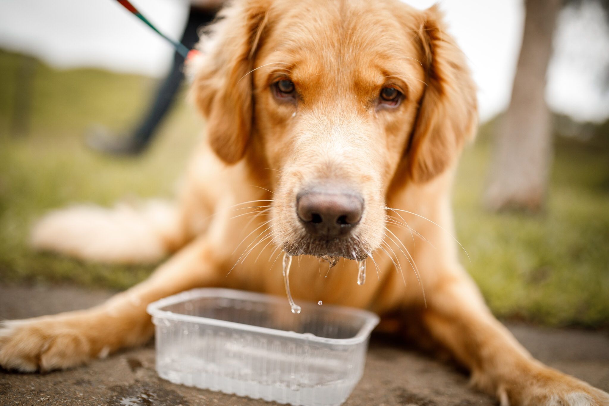 Laryngeal Paralysis in Dogs: Causes, Signs, and Treatment