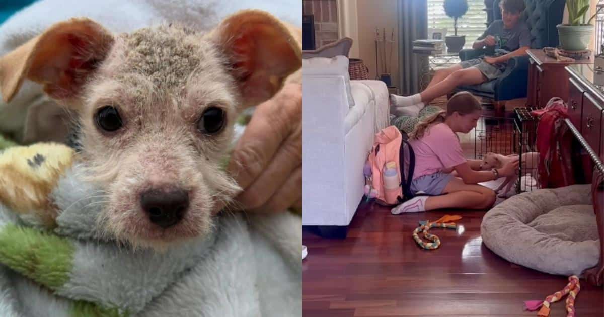 Little Girl's Worry Saves Puppy From Euthanasia List