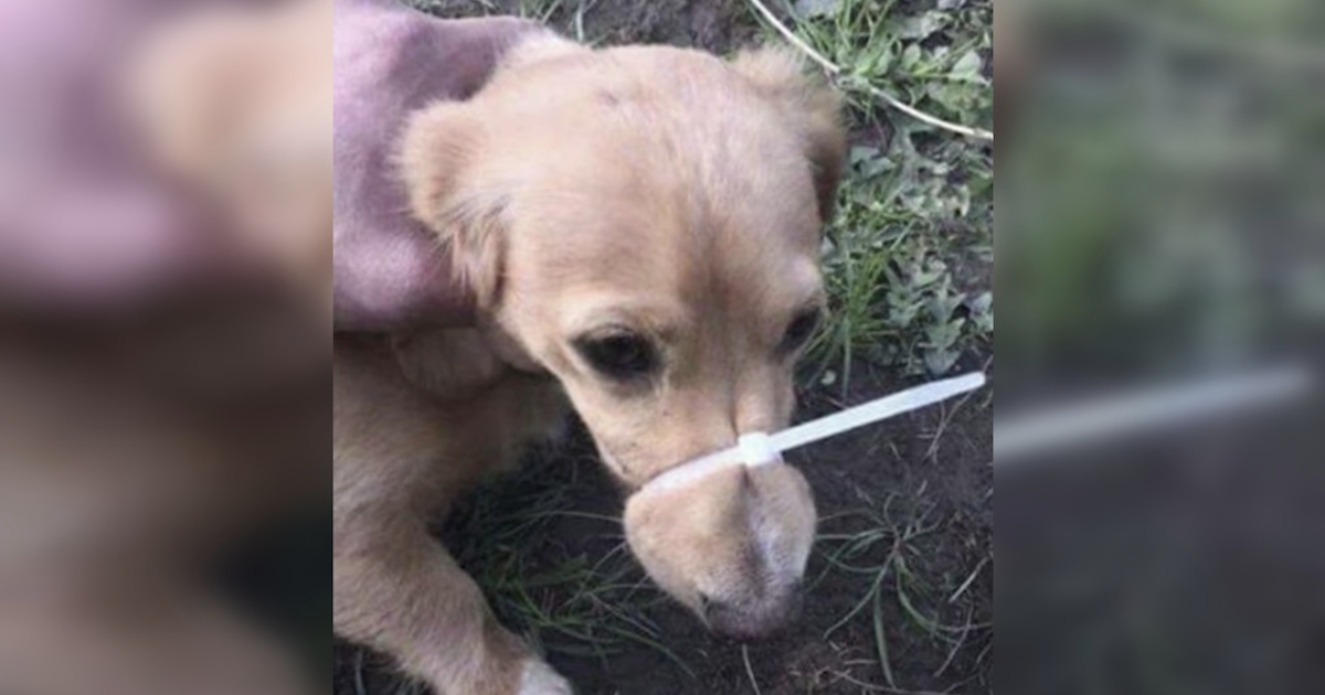 Man Zip-Ties Girlfriend's Dog's Mouth Shut to Stop Barking