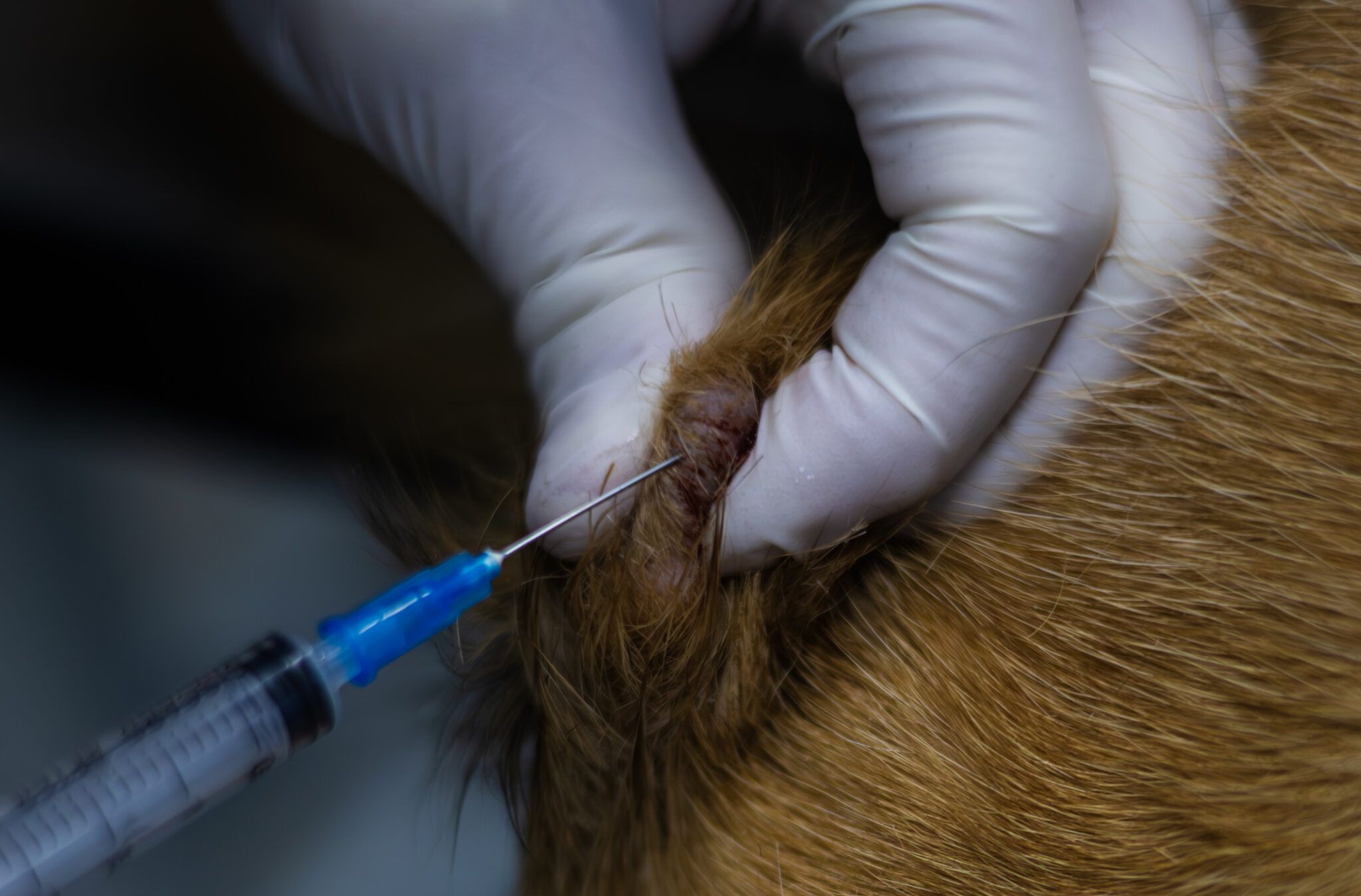 Mast Cell Tumor vs. Histiocytoma: How to Tell the Difference