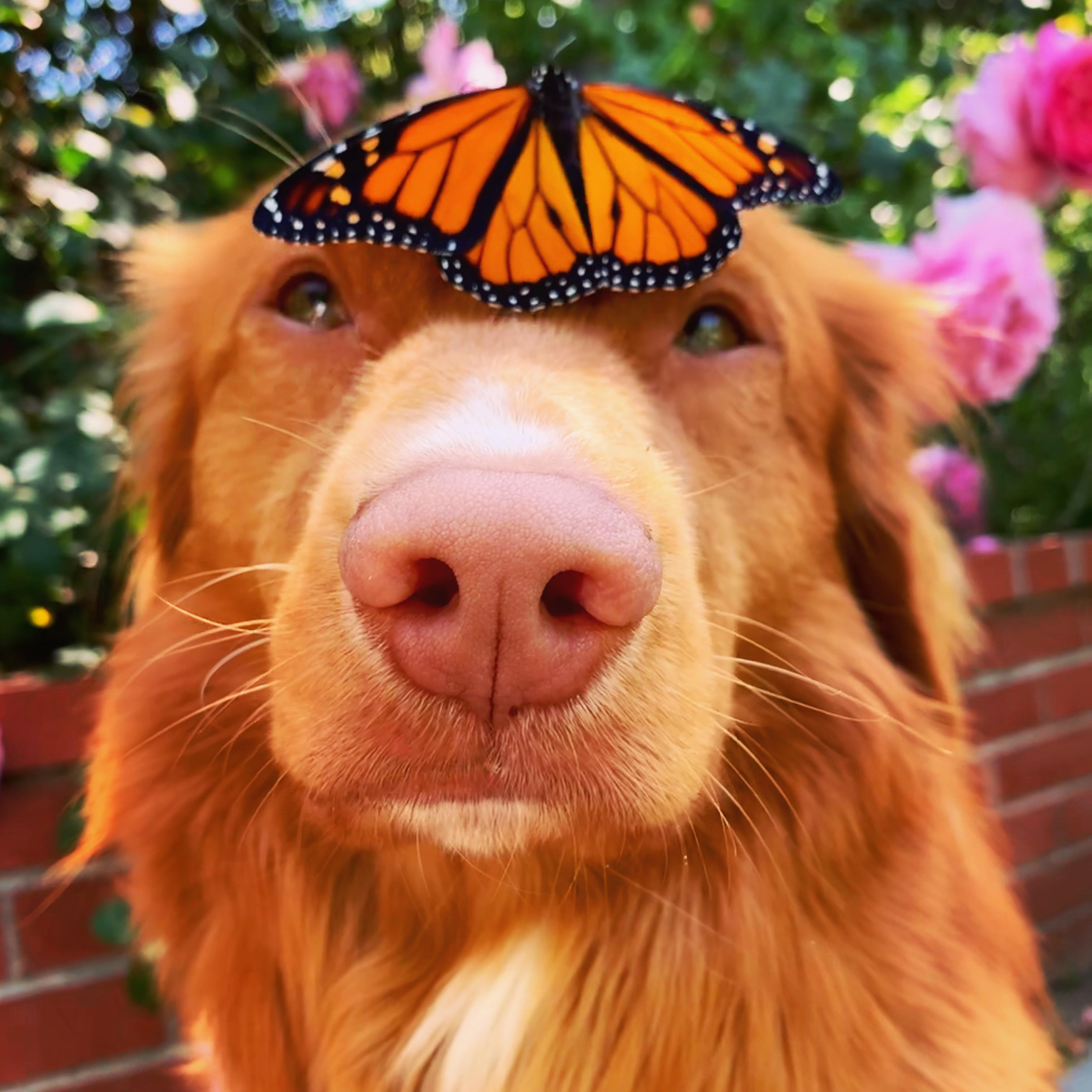 Meet Milo, the Nova Scotia Retriever Known as the Butterfly King