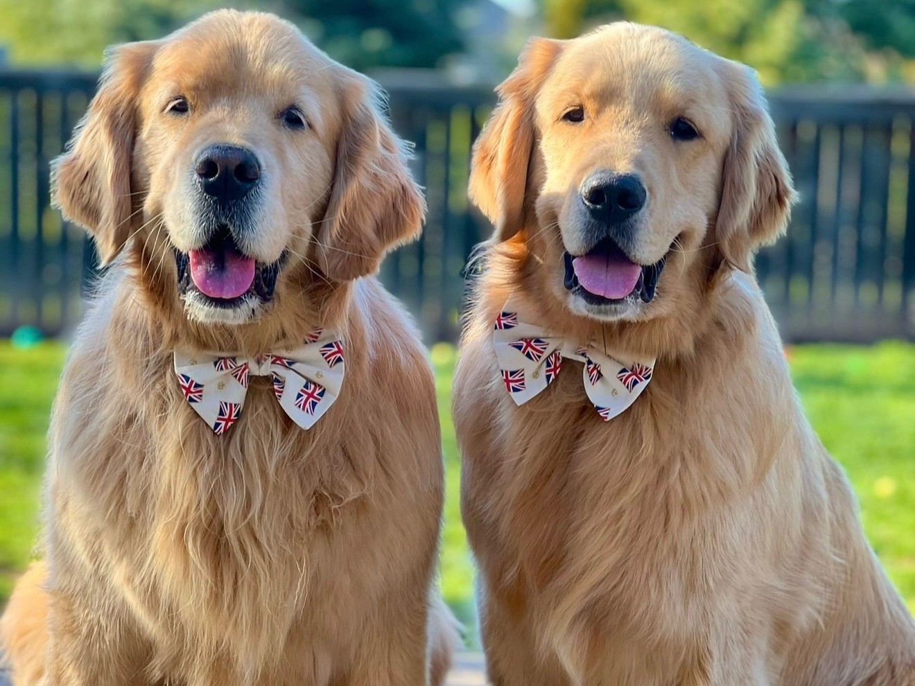 Meet Sterling and Colin, the Golden Retriever Duo Stealing Hearts Online