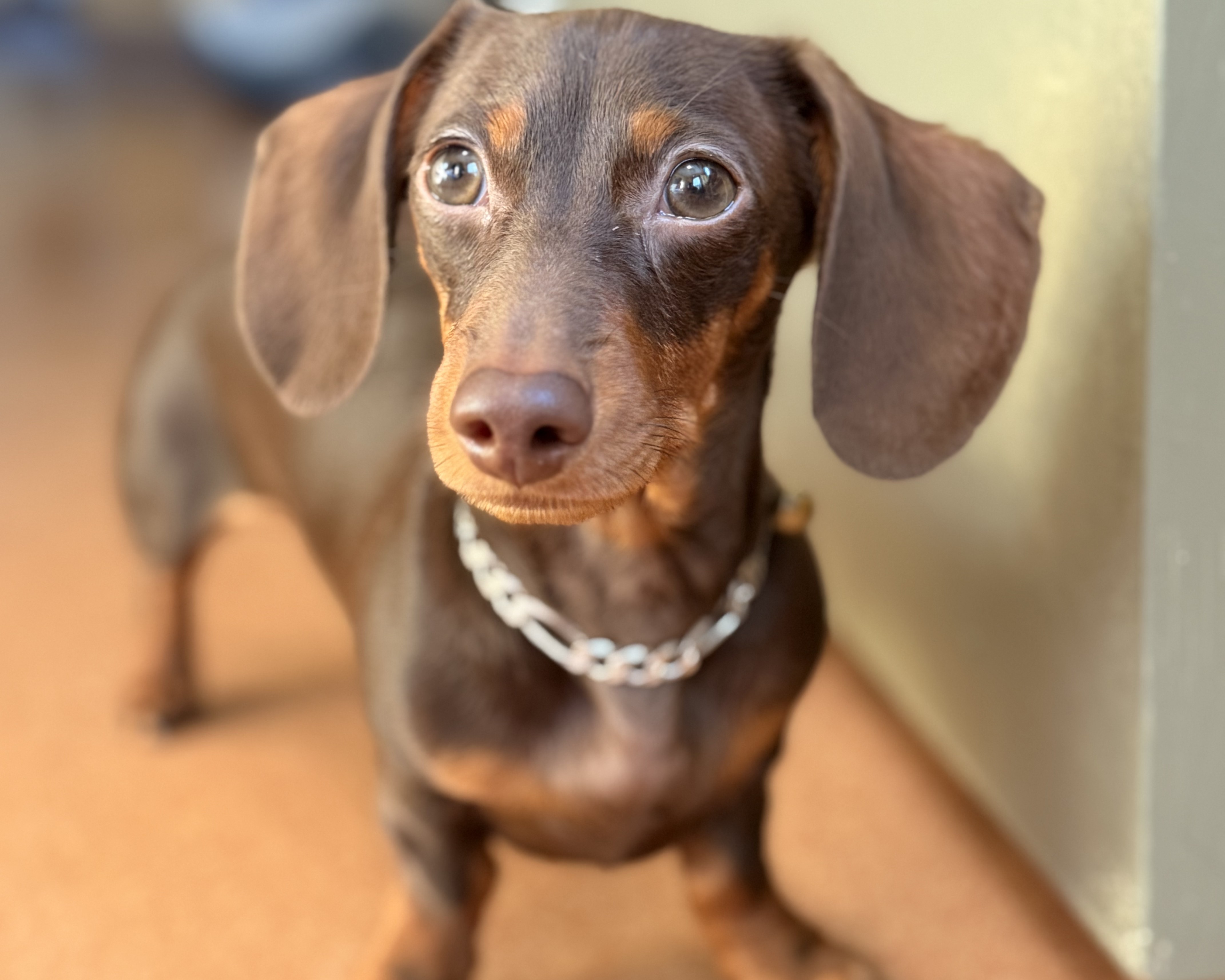 Meko: The Miniature Dachshund Who Helped Me Find My Way Back